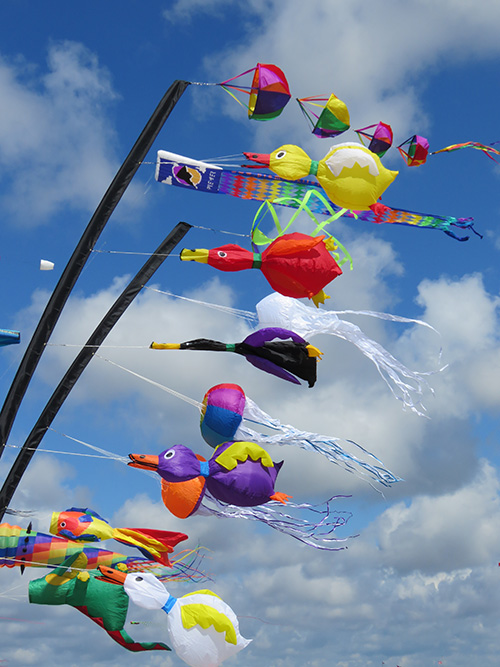 duck kites